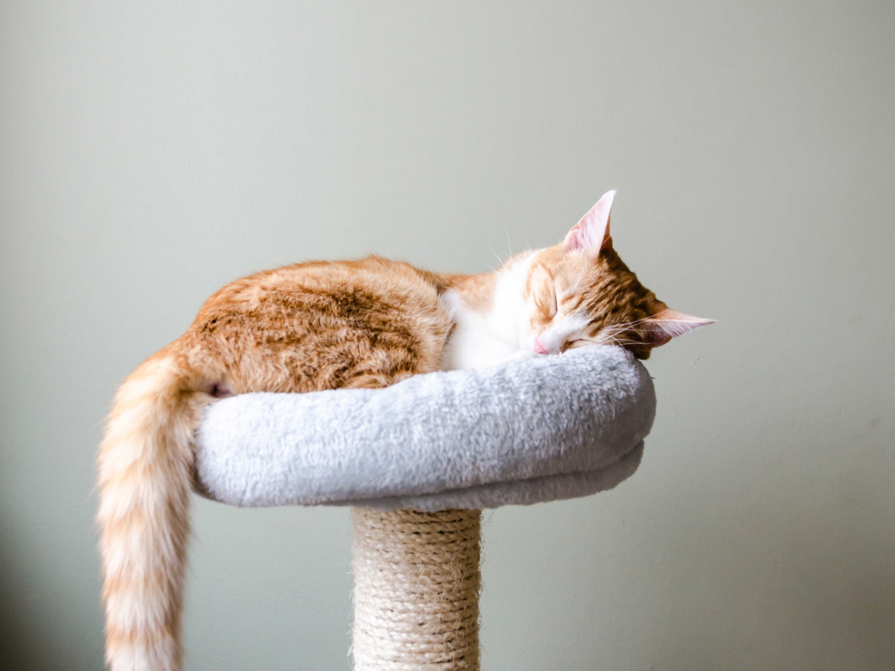 Why Do Cats Sleep So Much? Feline Sleep Explained by Age, Season & Routine