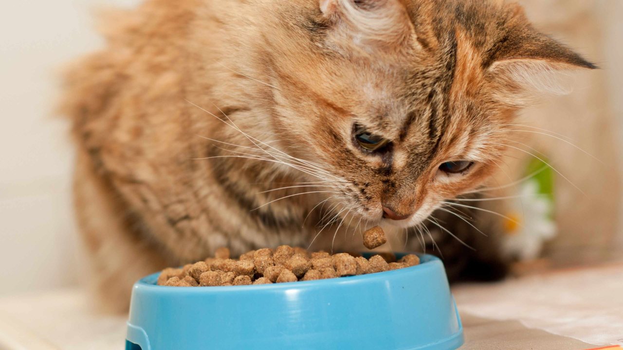 7 Key Signs Your Senior Cat May Need a New Diet