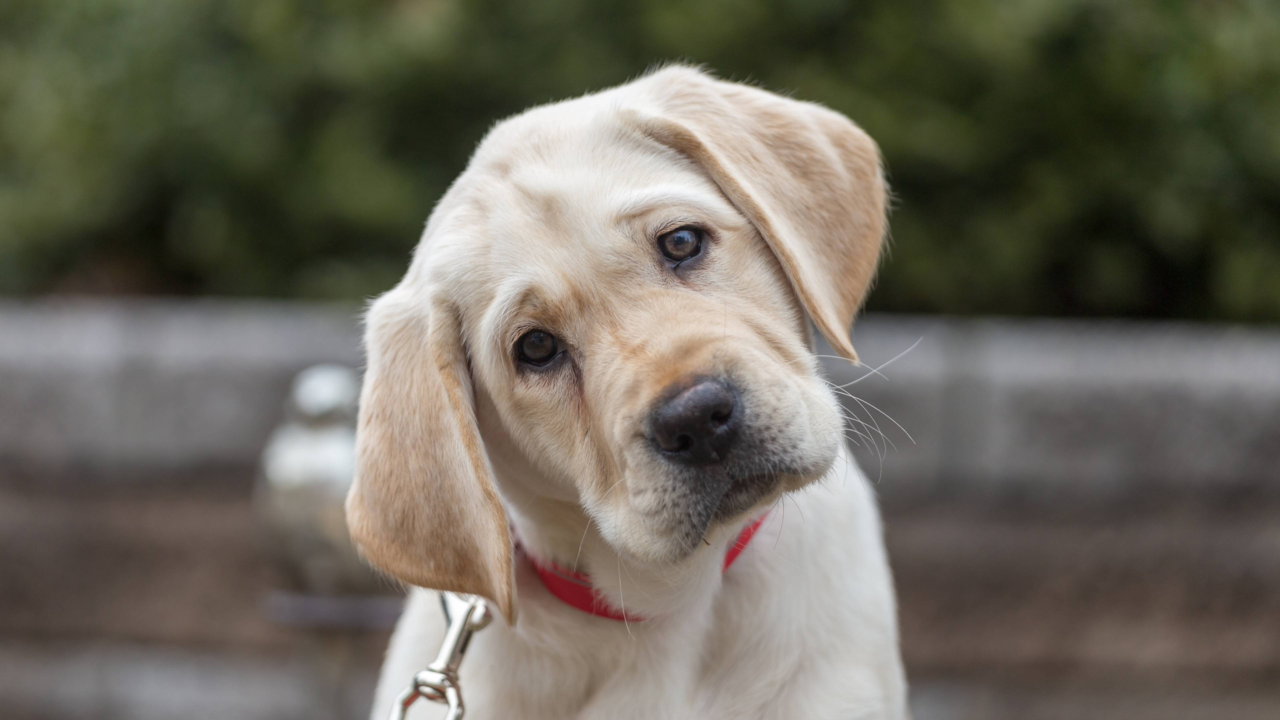 Why Do Dogs Tilt Their Head? Understanding This Adorable Behaviour