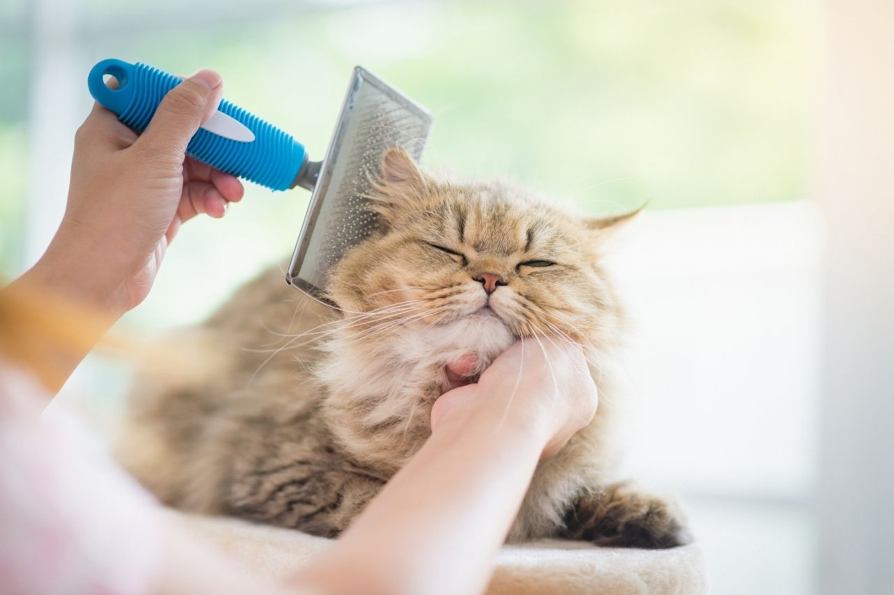 Best Cat Brush Guide & Grooming Tips for NZ Cat Owners