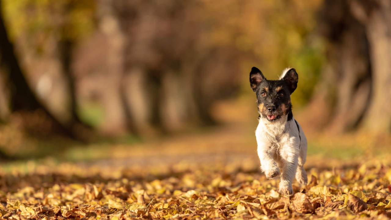 Care Guide for Your Adult Dog