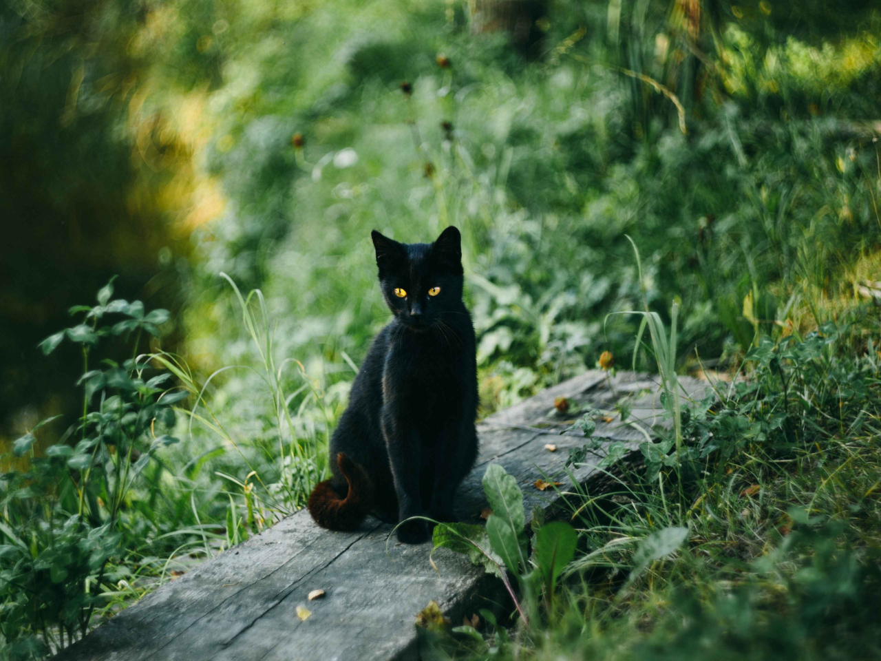 How to Keep Your Cat Safe and Happy Outdoors in New Zealand