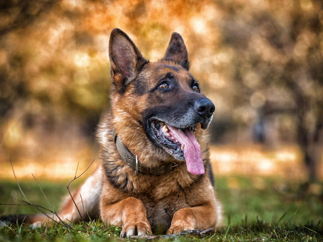 Best Dog Food for German Shepherds in NZ