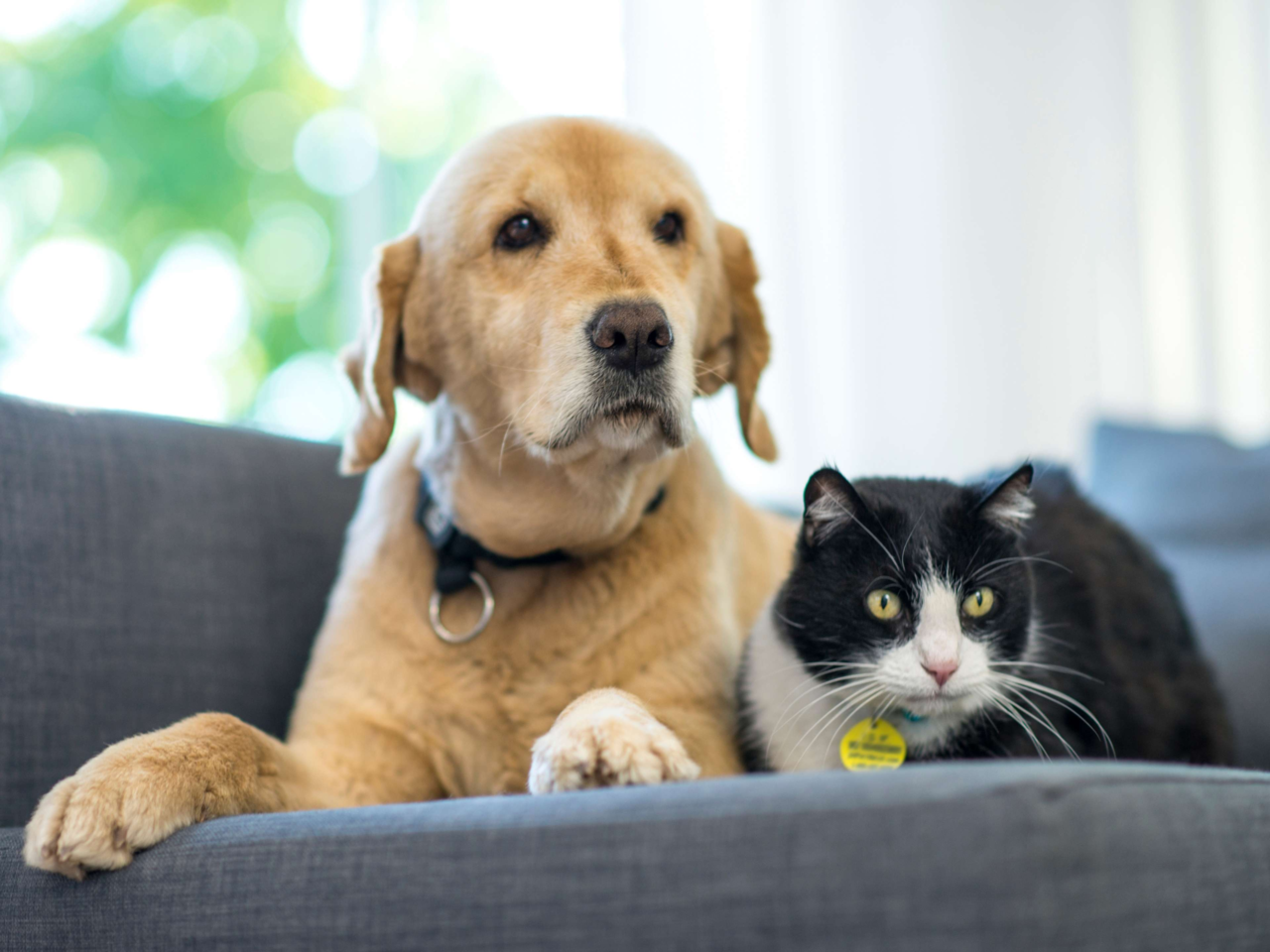 How to Feed Multiple Pets: A Practical Guide to Nutrition for Multi-Species Households