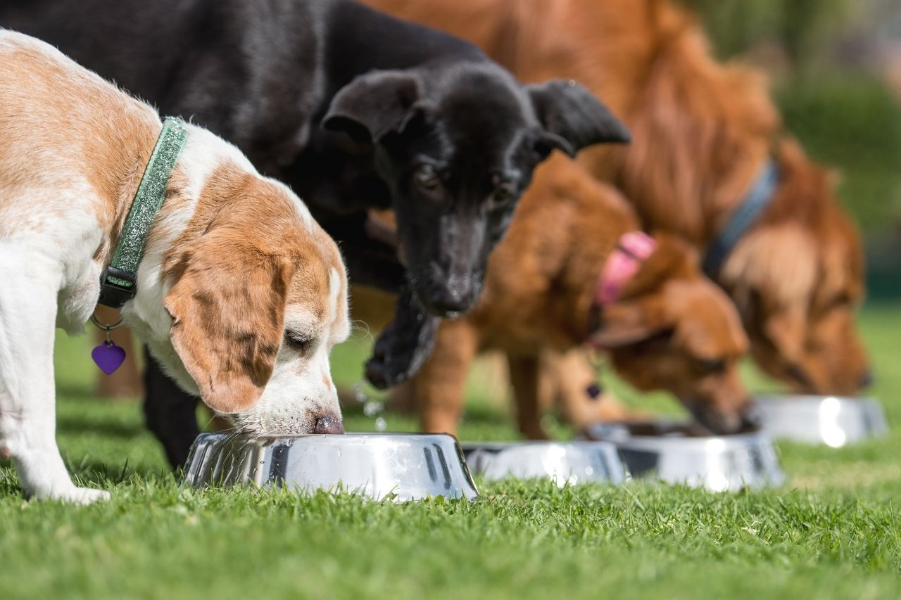 Black Hawk Dog Food: The Ultimate Guide to Quality & Range