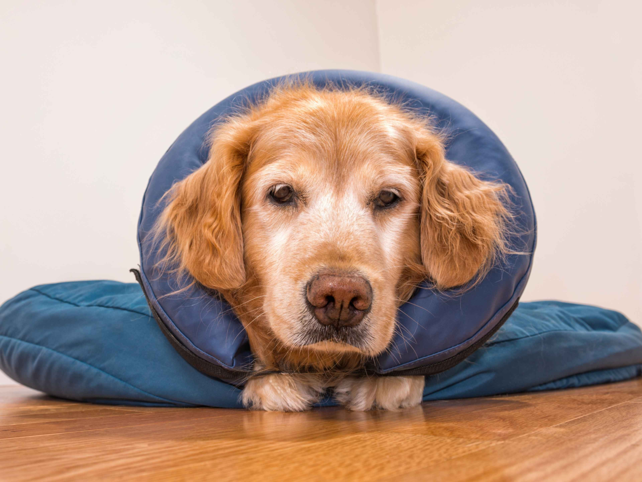 Creating a Comfortable Home for Your Recovering Dog