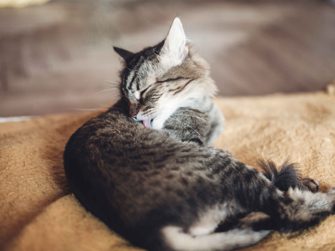 Understanding Cat Digestion: Signs, Causes, and How to Support a Healthy Gut