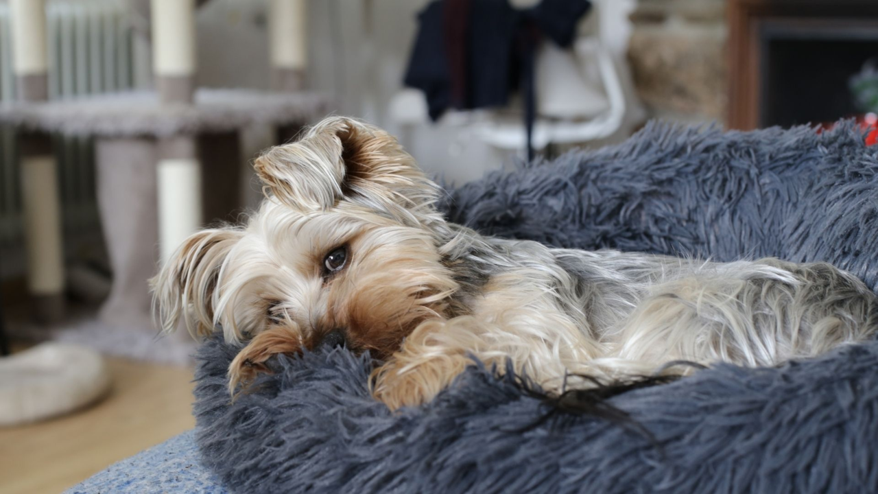 Best Dog Beds in New Zealand (and Where to Buy Them Online) Best Dog Beds in New Zealand (and Where to Buy Them Online)