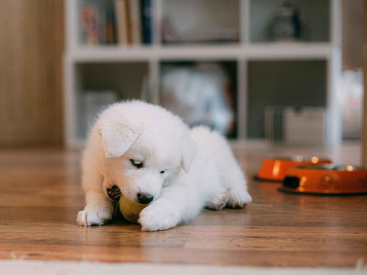 Puppy Proofing Your Home: Complete Guide for a Safe and Happy Pup