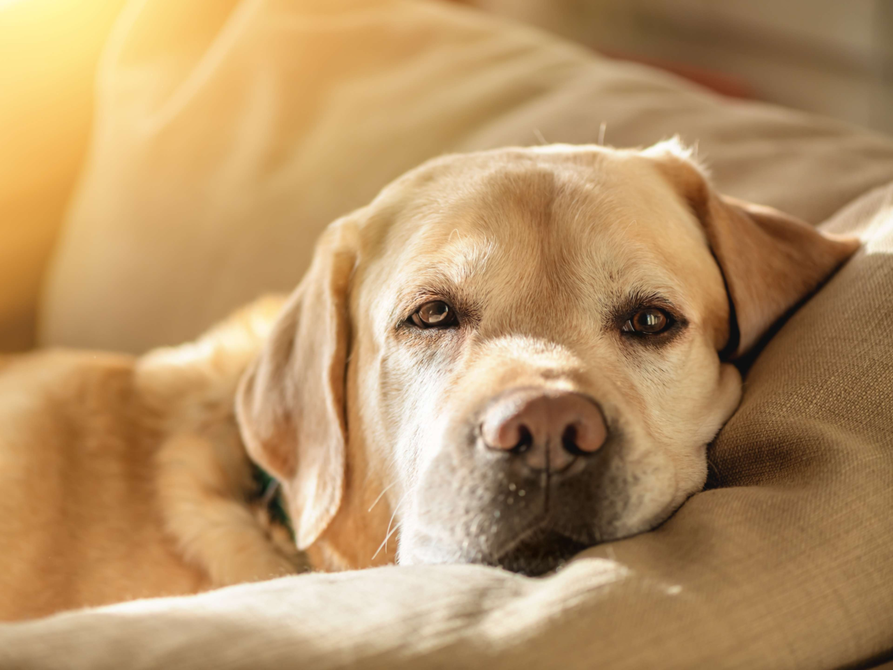 How to Create a Calming Routine for Dogs: Reduce Stress and Anxiety