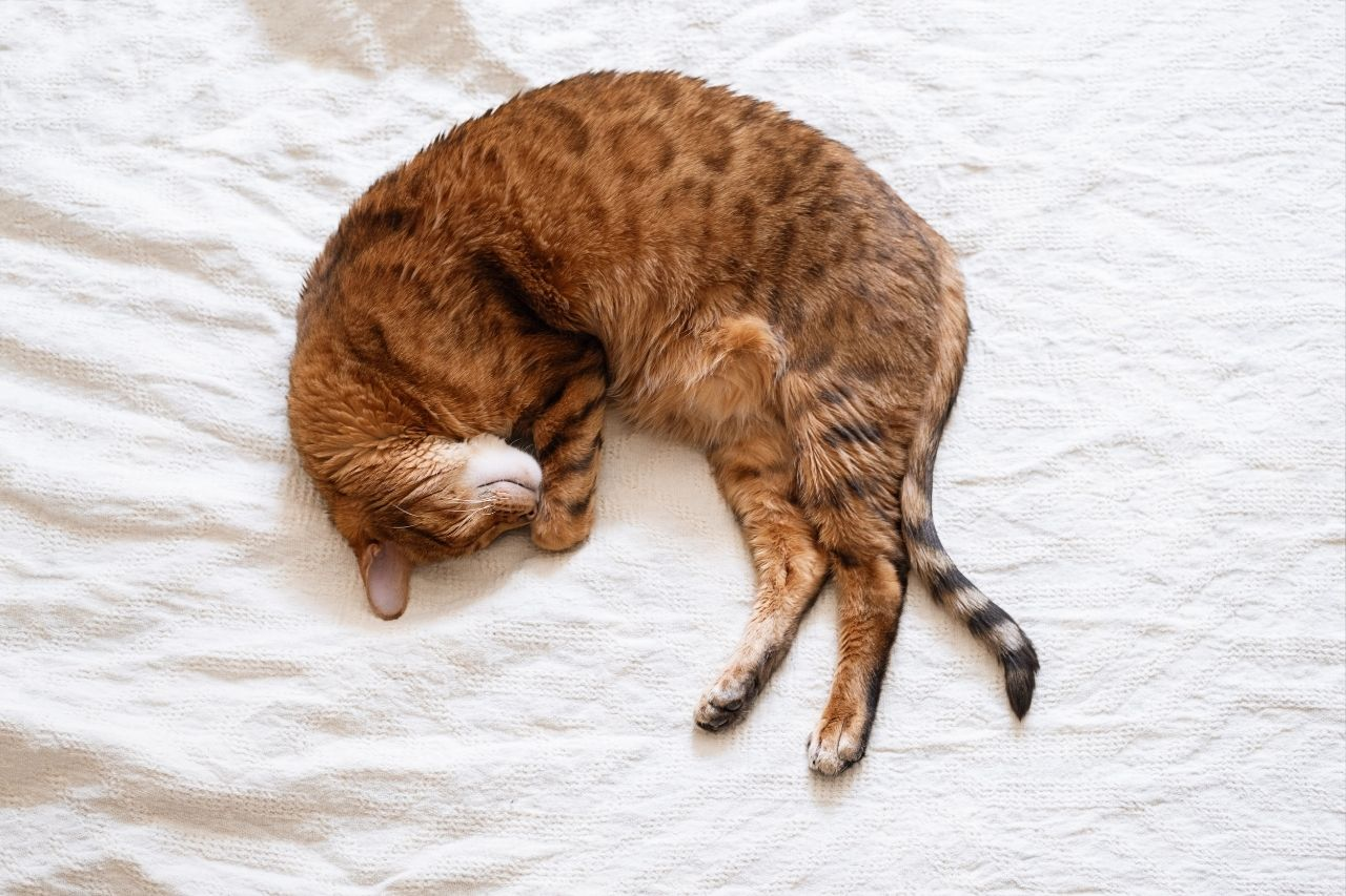 Keeping Your Senior Cat Comfortable This Autumn: A Seasonal Guide