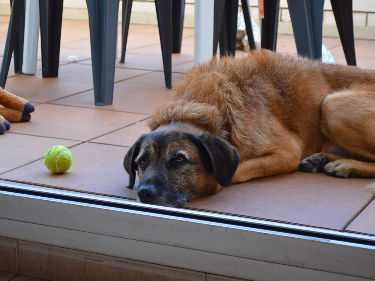 How to Recognise and Prevent Boredom in Dogs: Signs, Causes & Tips