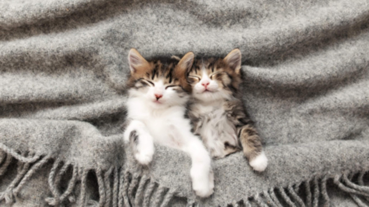 How Much Sleep Does a Kitten Need?