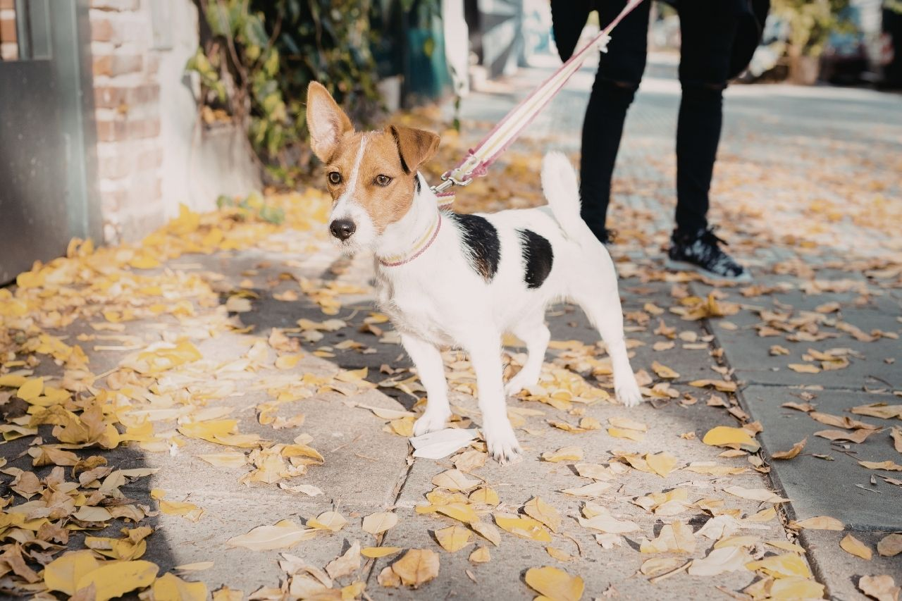 Autumn Wellness Check: Preparing Your Senior Dog for the Cooler Months