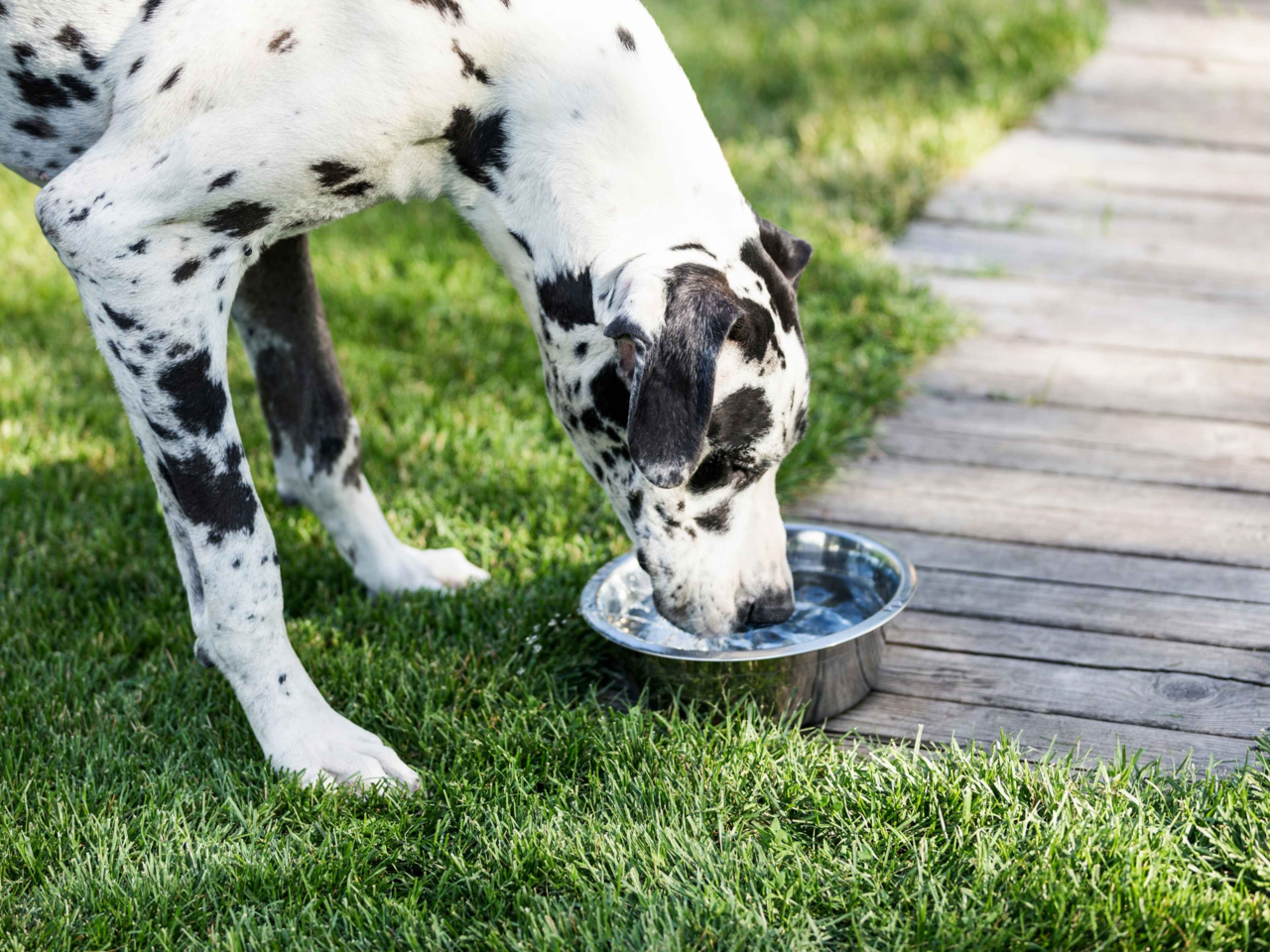Hydration Tips for Large Dogs: Keep Big Breeds Healthy, Happy and Cool