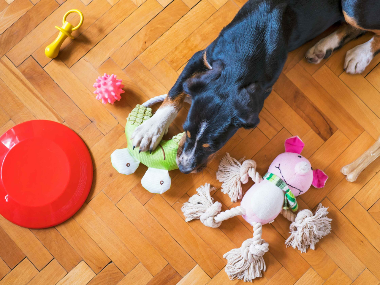 Toy Rotation Method: Keep Your Pet’s Playtime Fresh and Engaging