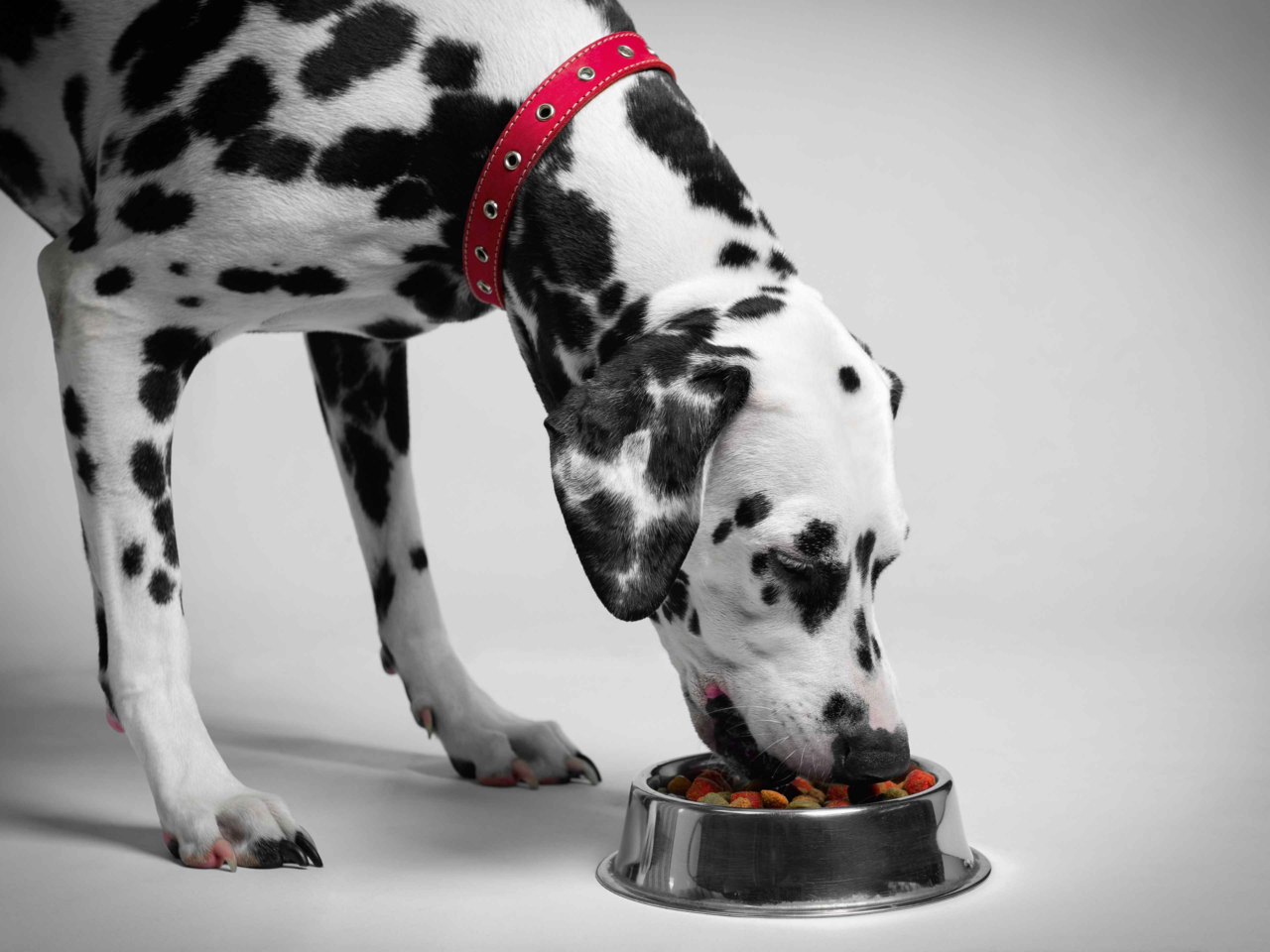 Best Dog Food for Dalmatians in NZ
