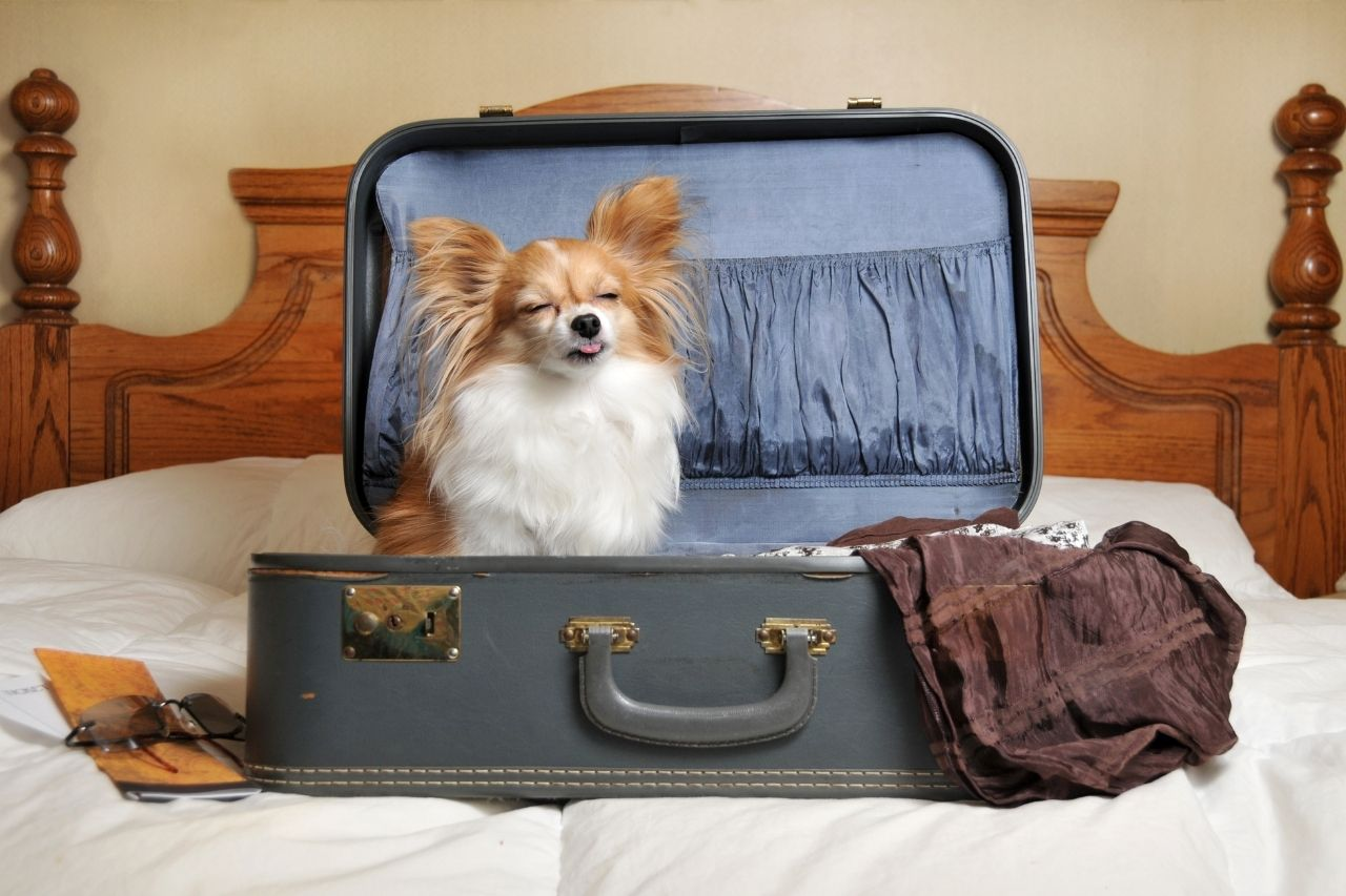 Dog Travel Grooming Kit Essentials for Clean, Comfortable Trips