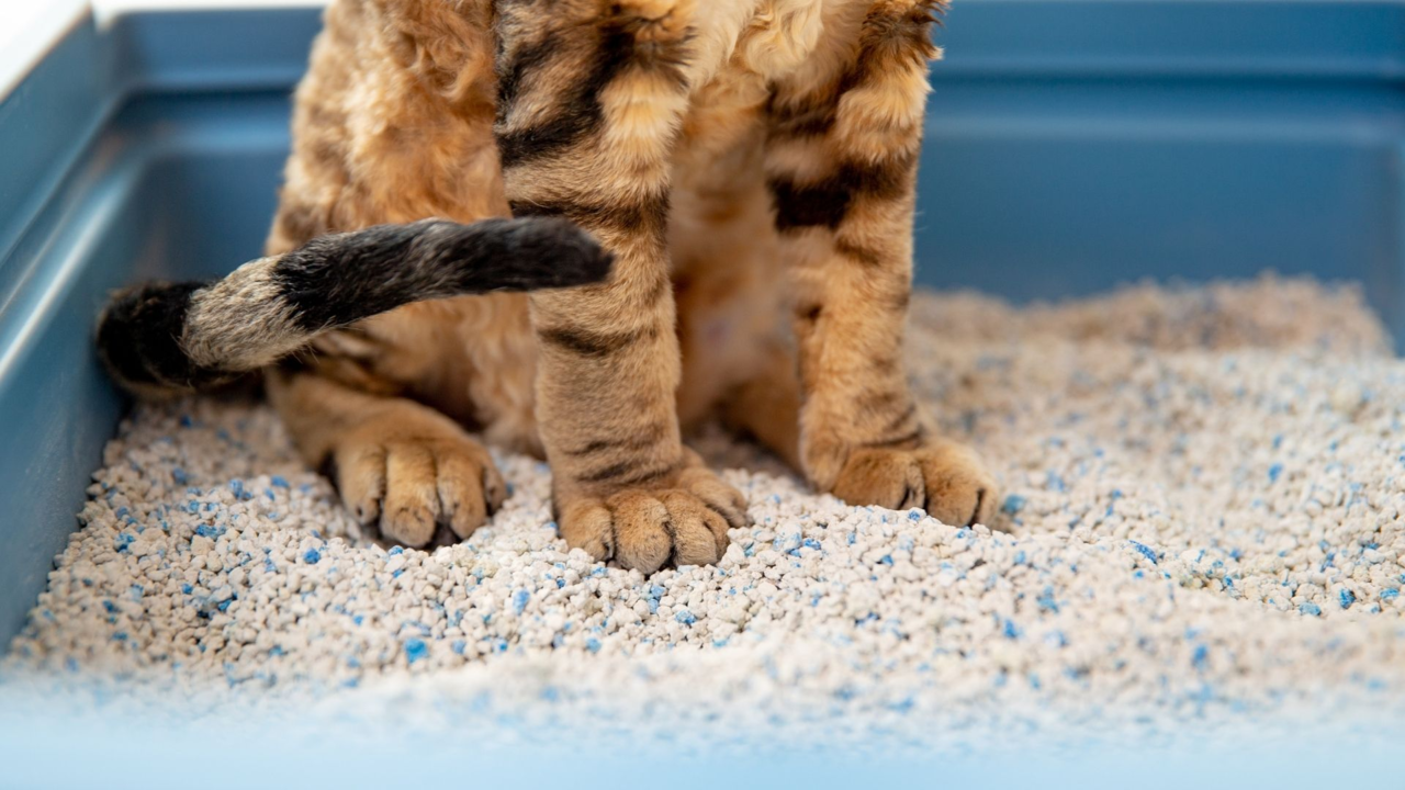 Best Cat Litter Boxes in New Zealand (and Where to Buy Them Online) Best Cat Litter Boxes in New Zealand (and Where to Buy Them Online)