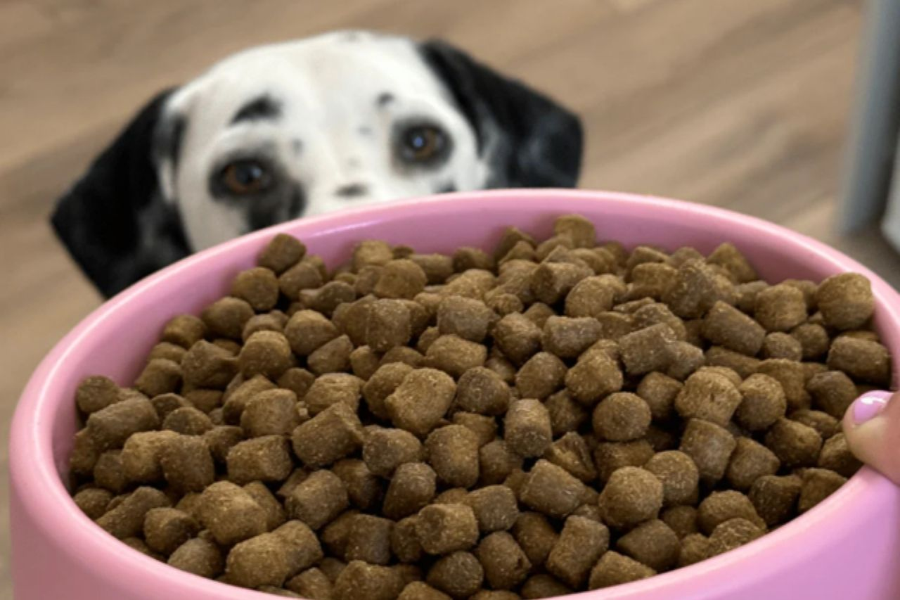 Beco Bowls Guide: Eco Friendly Feeding For Kiwi Pets