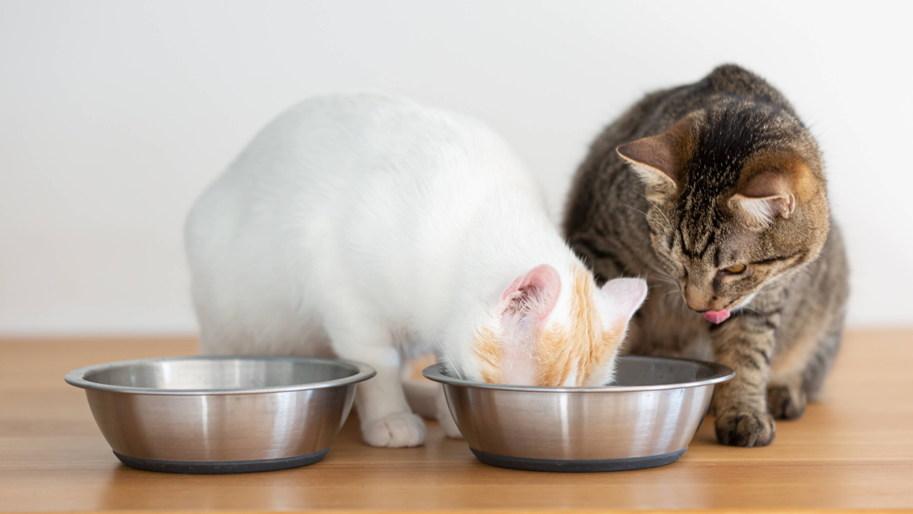 How to Stop One Cat From Stealing Another Cat’s Food