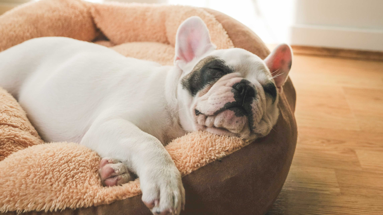 Do Pets Dream? Why Your Dog or Cat Might Twitch in Their Sleep