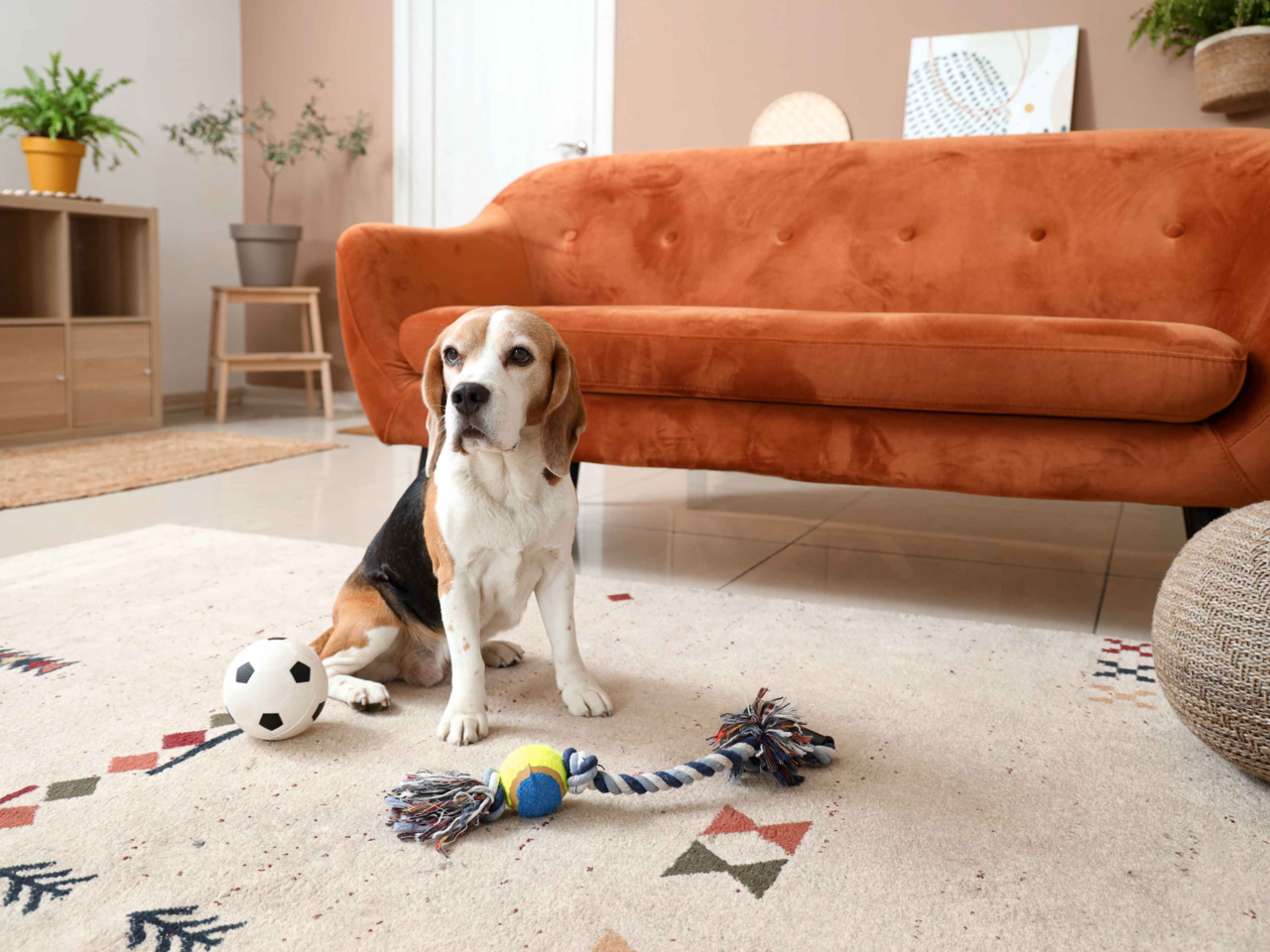 Top Indoor Dog Toys to Keep Your Pup Busy and Happy