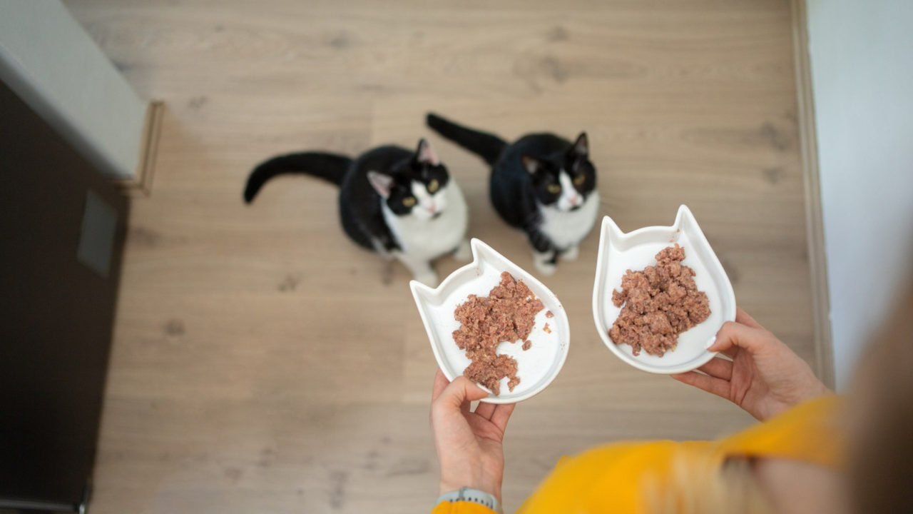 Warm Wet Food for Senior Cats: A Gentle Winter Habit