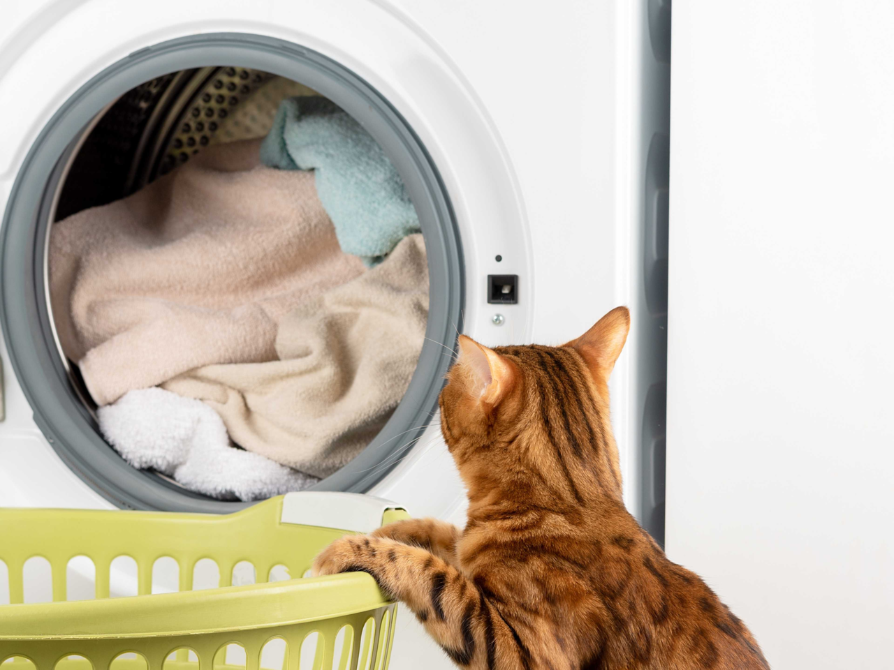 Vamoosh Pet Hair Dissolver Guide: How It Works and Why Kiwi Homes Love It