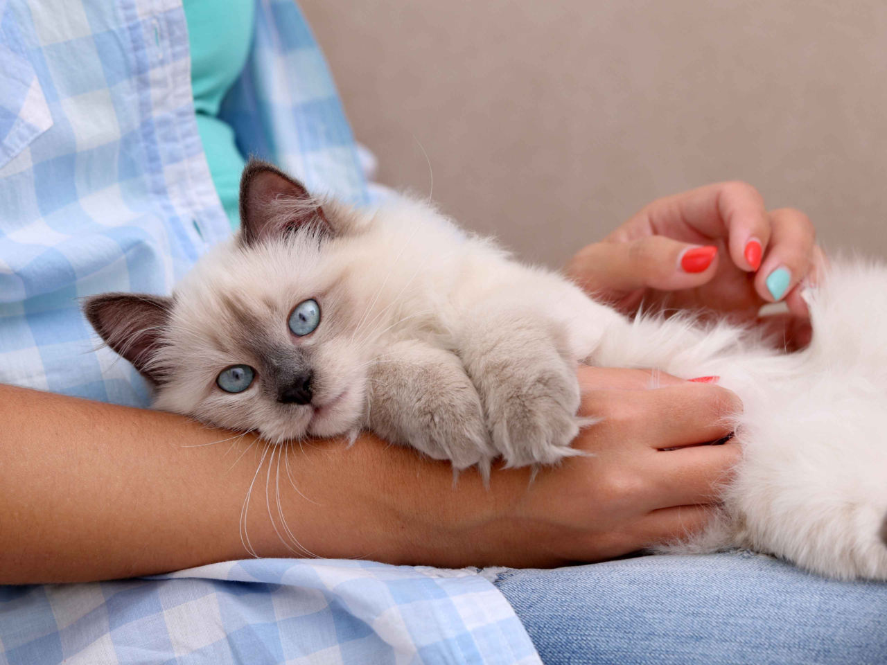 10 Adorable Ways Cats Show Love and Affection