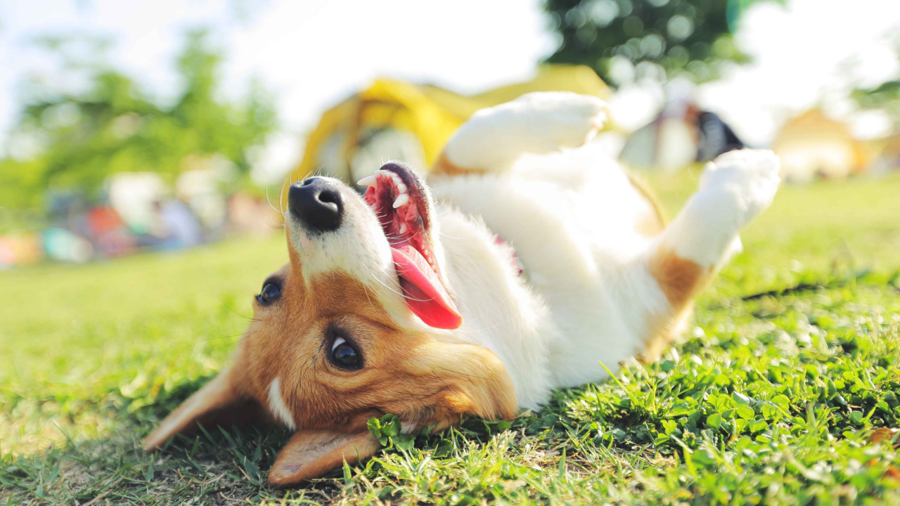 What Is Bomazeal And Should Your Dog Take It? What Is Bomazeal And Should Your Dog Take It?