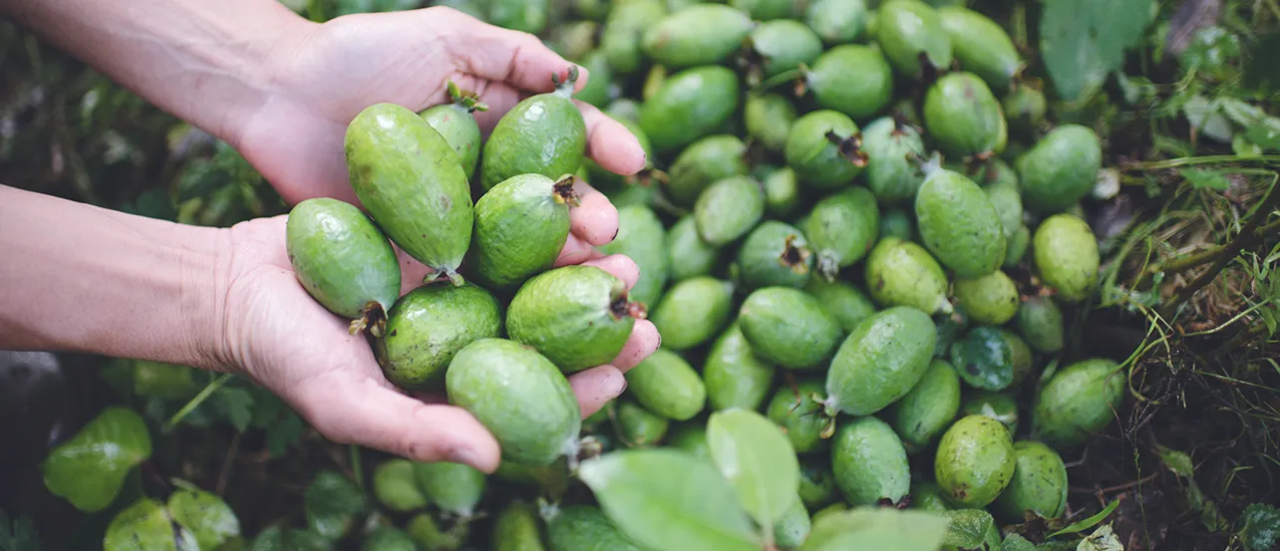 Can Dogs Eat Feijoas? What NZ Pet Parents Need to Know This Feijoa Season