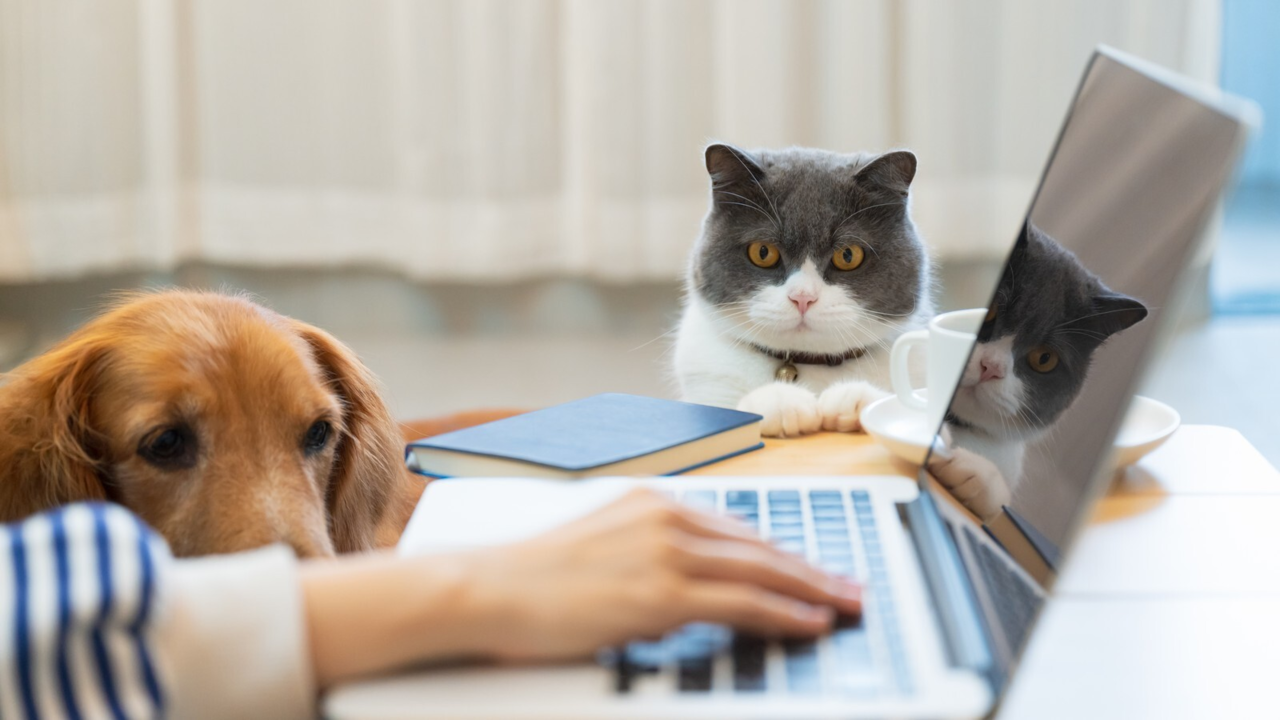 How to Add a Pet Profile on Petdirect