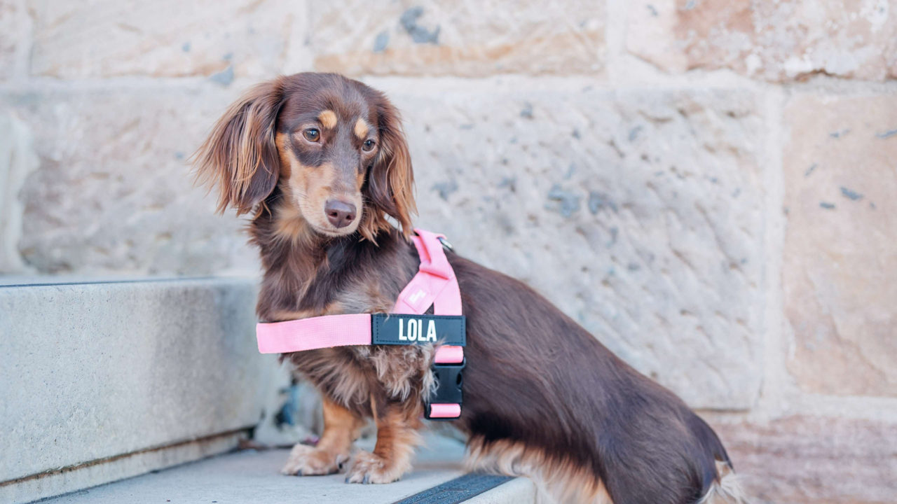 Best Dog Harnesses in NZ for Small Breeds: Comfort, Fit & Safety Guide Best Dog Harnesses in NZ for Small Breeds: Comfort, Fit & Safety Guide