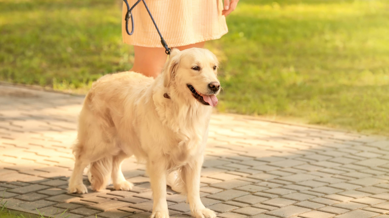 Low-Impact Exercises for Senior Dogs: Easy Ways to Keep Older Dogs Active and Happy
