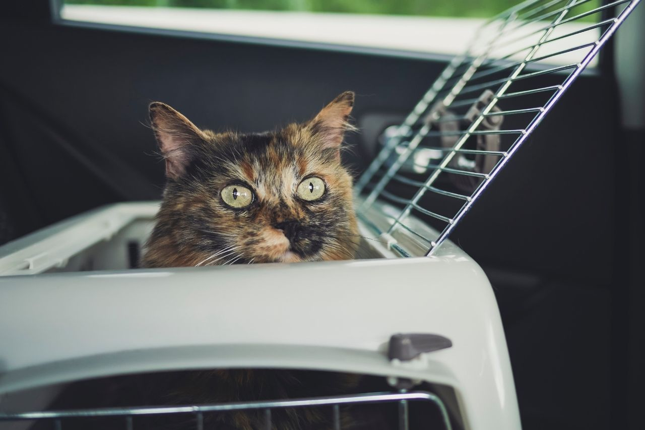 How to Travel With Your Cat Stress-Free: Car, Plane and Holiday Tips
