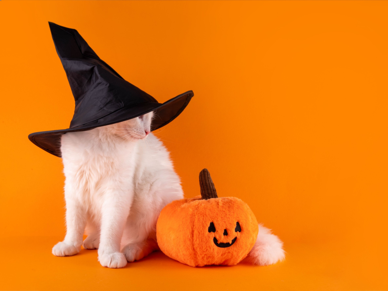 How to Calm Pet Anxiety on Halloween | Keep Dogs & Cats Safe and Relaxed