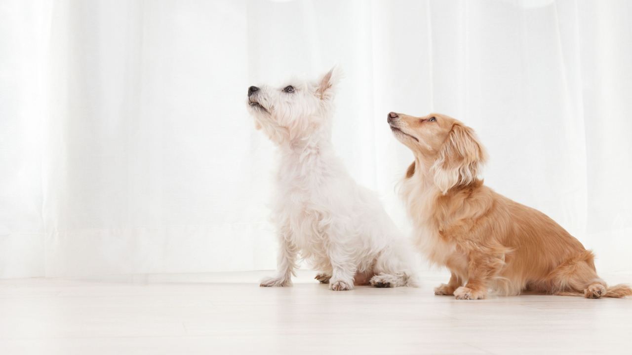 Bringing Home a Second Dog: Tips for a Peaceful Multi-Dog Household in NZ