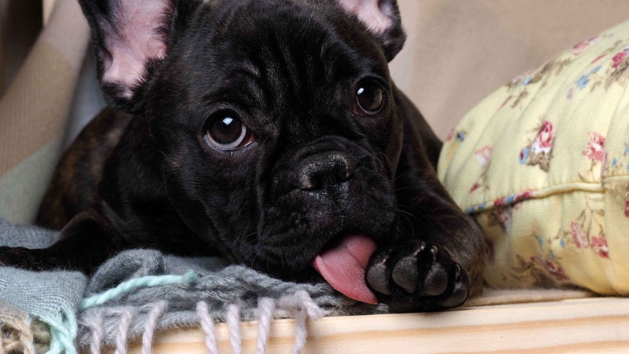 Why Your Dog Keeps Licking Their Paws (And How To Help) Why Your Dog Keeps Licking Their Paws (And How To Help)