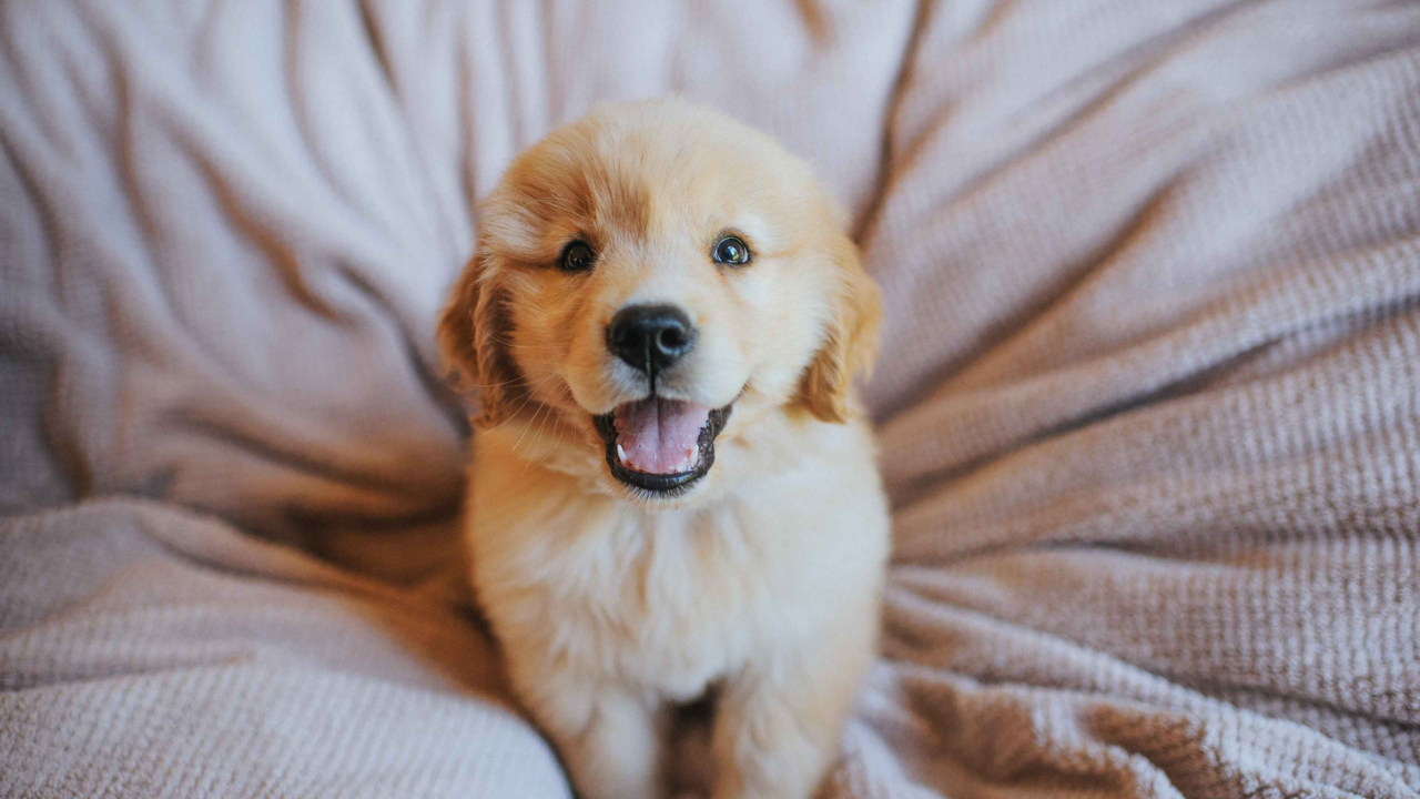 Golden Retriever Puppy Care: Feeding & Training Guide Golden Retriever Puppy Care: Feeding & Training Guide