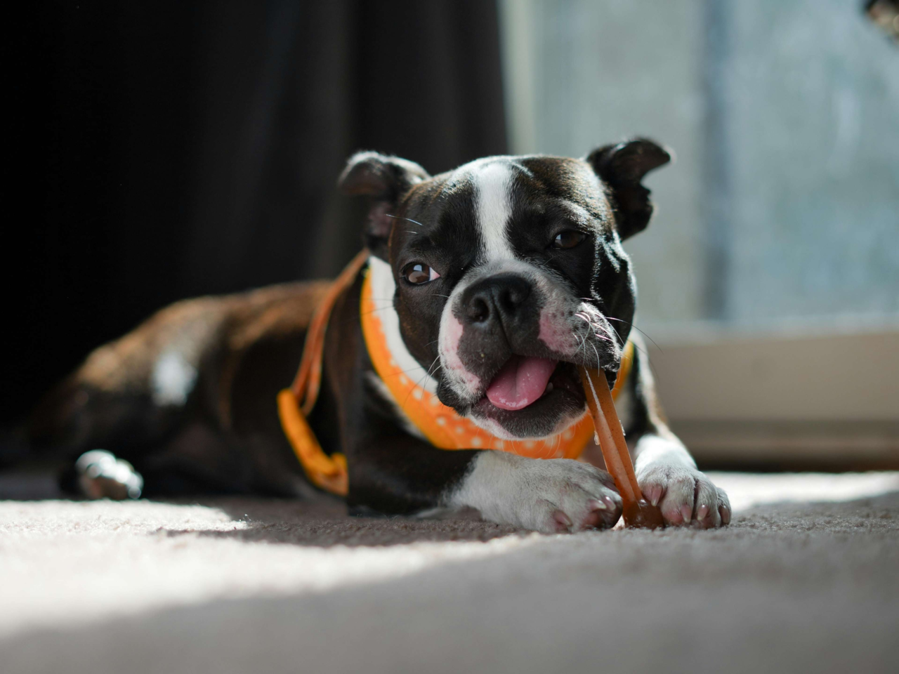 Puppy Teething Timeline: Stages, Signs & How to Help Your Pup