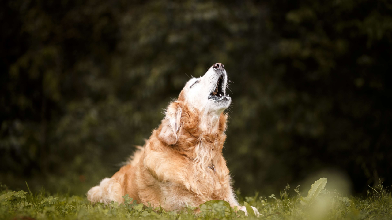 How to Stop Your Dog Barking at Night How to Stop Your Dog Barking at Night