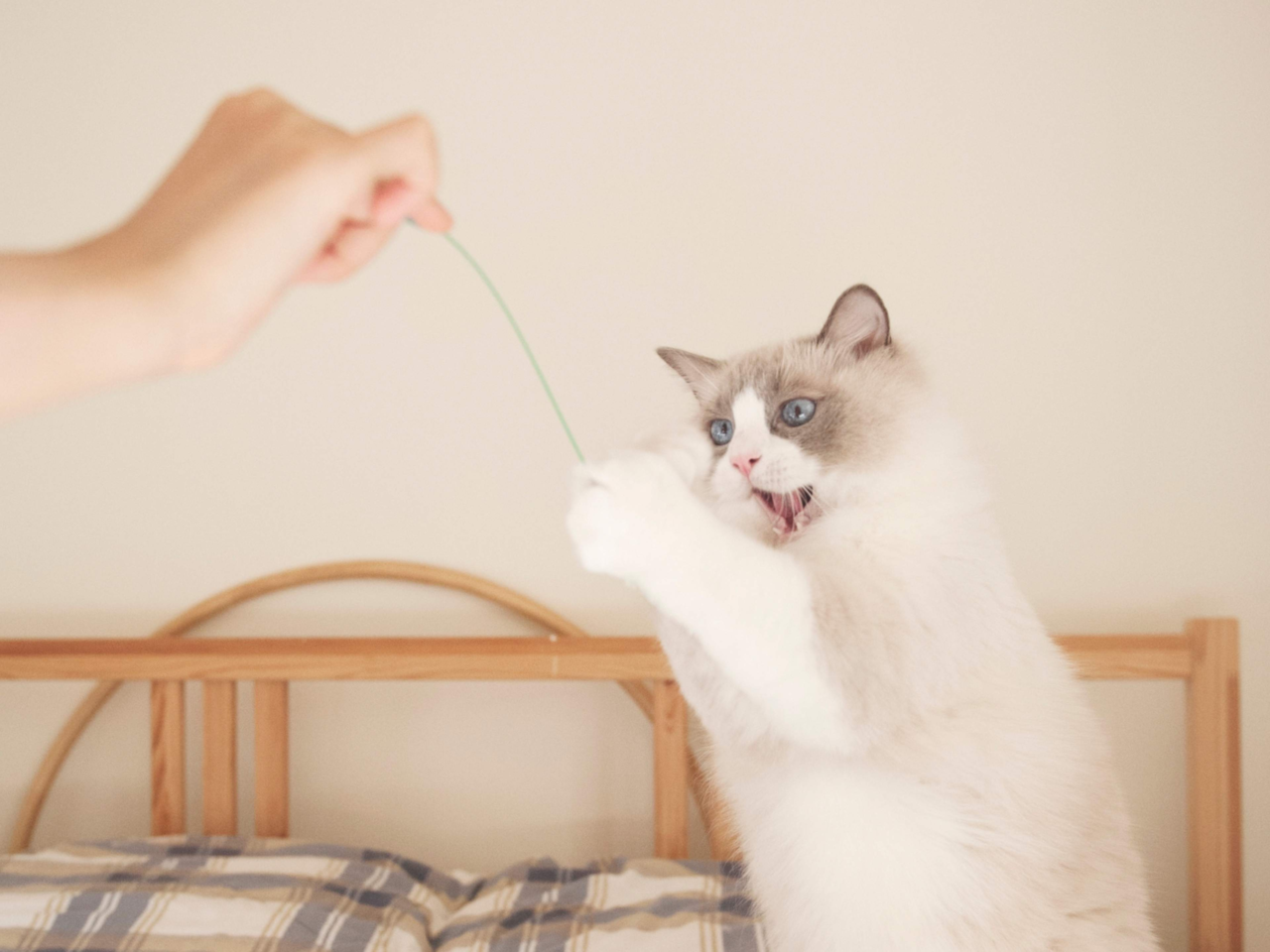 Interactive Play Ideas to Keep Your Cat Happy and Active