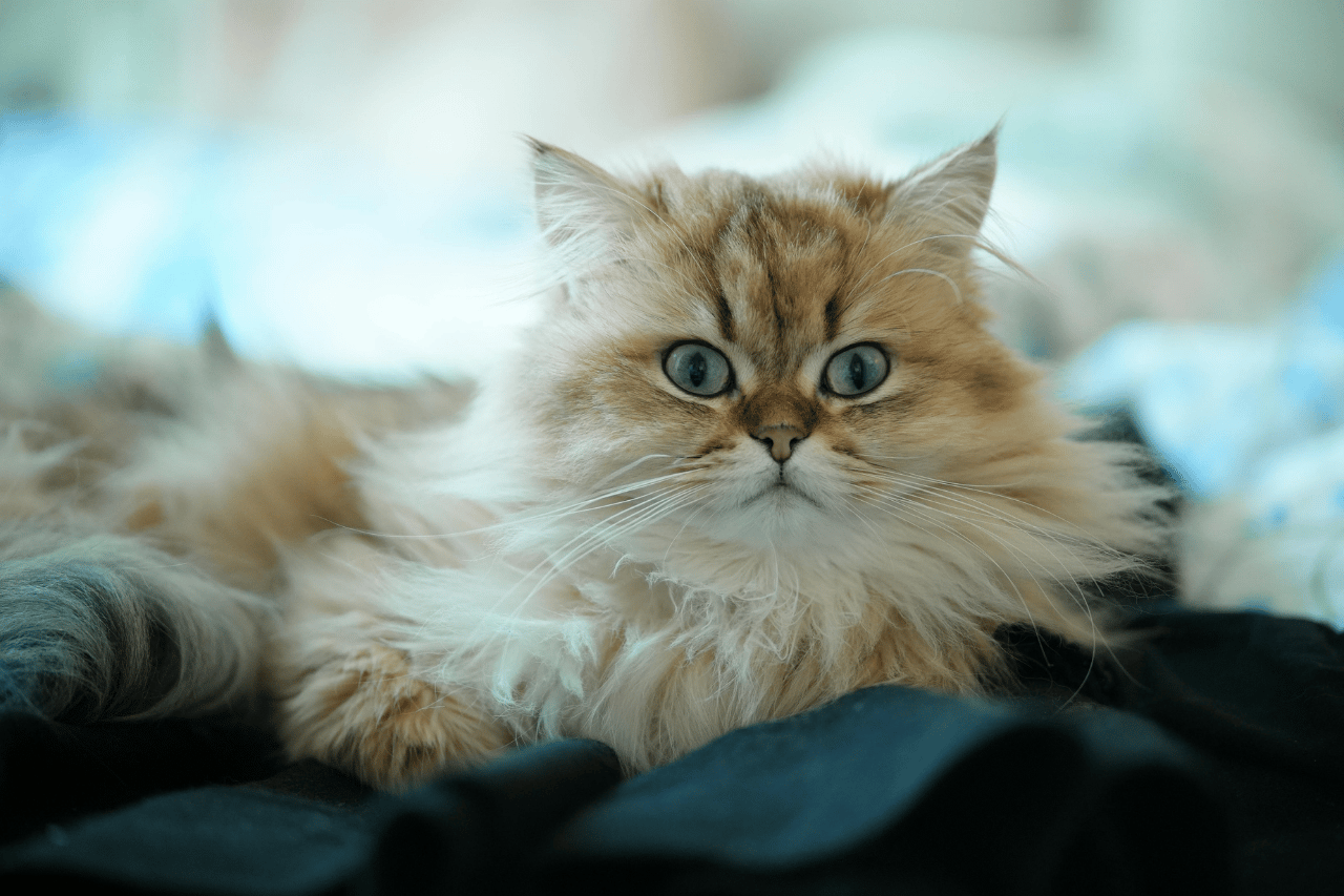 How Much Should I Feed My Persian Cat? Portion & Schedule Guide