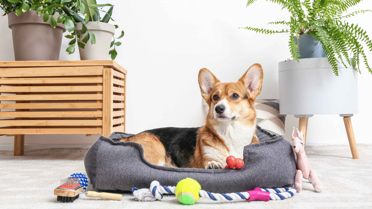 How to Create a Daily Routine for Your Pet While You're at Work How to Create a Daily Routine for Your Pet While You're at Work