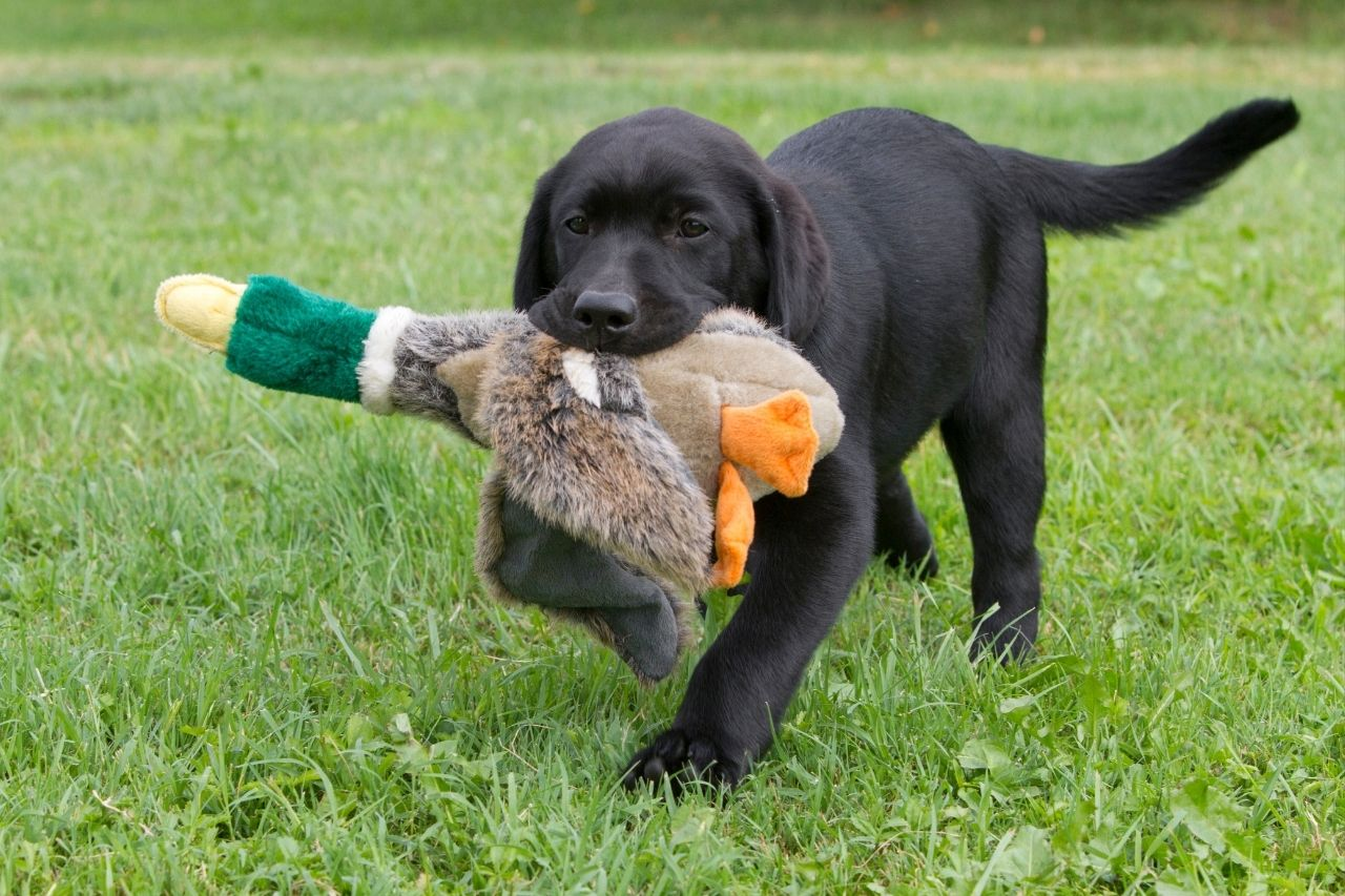 Labrador Retriever Puppy Weight Guide