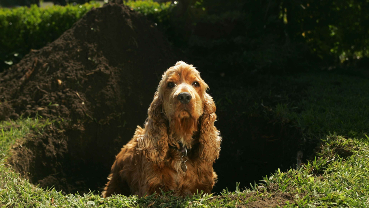 How to Stop Dogs Digging up the Yard