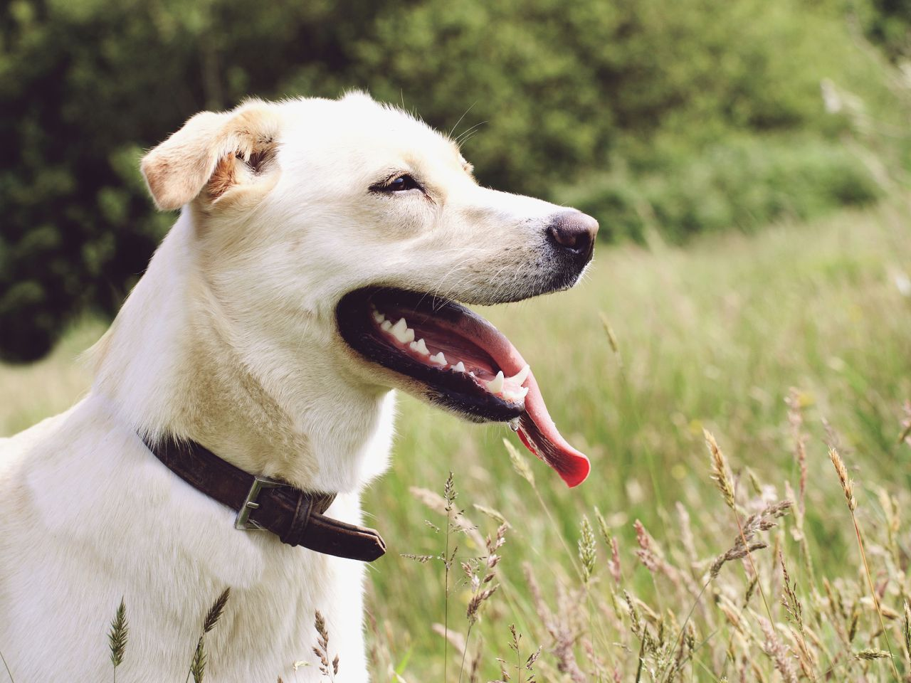 How To Tell If Your Pet’s Too Hot