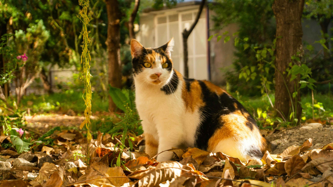 Common Pet Poisons in New Zealand: Household and Outdoor Dangers Every Pet Owner Should Know