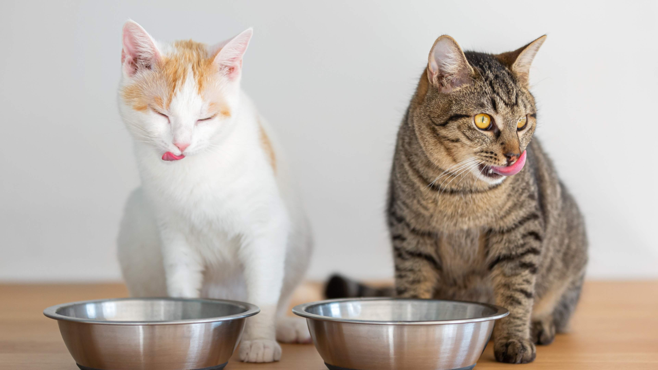 How to Feed Multiple Cats Without Fights: Real Tips From Kiwi Homes